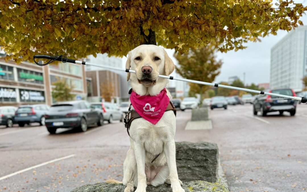 Ines – årets sista ledarhund